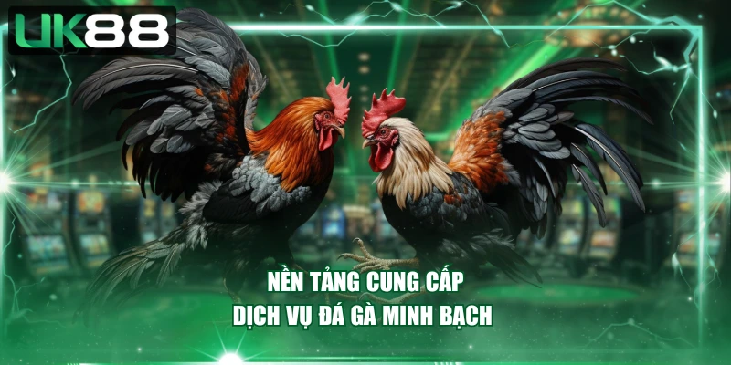 Nền tảng cung cấp dịch vụ đá gà minh bạch